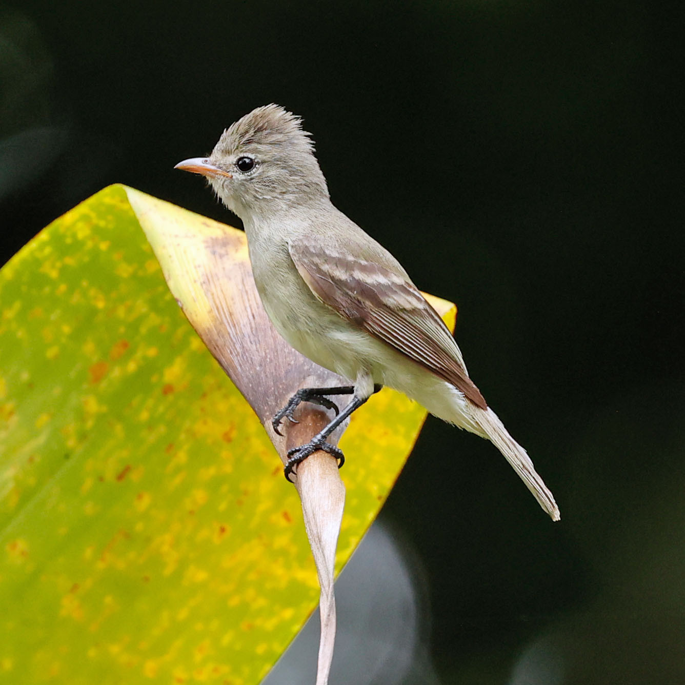 image Northern Beardless-Tyrannulet